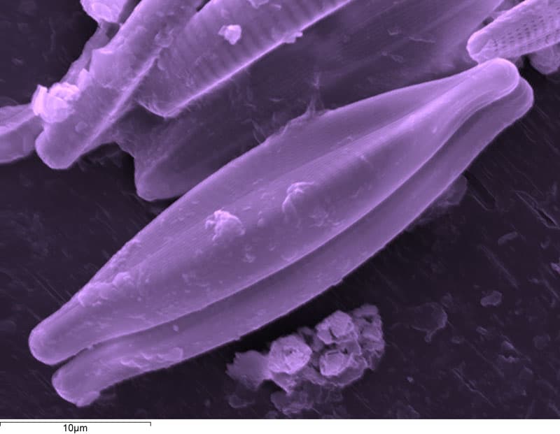 Alghe con guscio siliceo (Diatomee) conservate nei cristalli di gesso; la  lunghezza dell'esemplare figurato è di 50 micron.